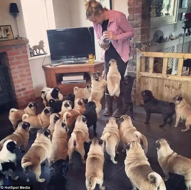 家里养30只巴哥犬是怎样一种体验？