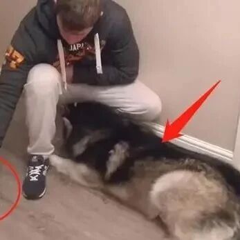 阿拉拆家后被“人赃俱获”，狗狗一脸不屑：是它先动手的