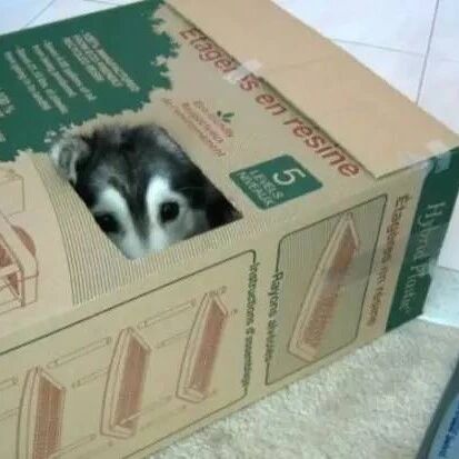 千万别把哈士奇和猫一起养，这样它会忘了自己是条狗...