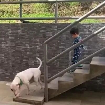 小狗下楼姿势怪异，引人发笑，主人说：因为它太懒了
