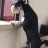 主人和女友拥抱，金毛立马醋王上线过去把他们分开：这个男人是我的！