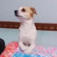 在“幼儿园”待了一天的狗狗，看到铲屎官来接自己时...