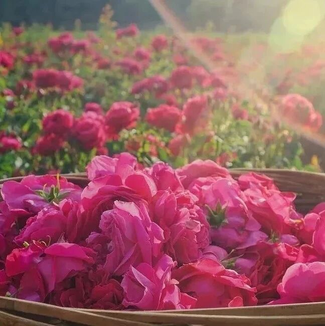 精华液这样用，皱纹少了，暗黄淡了，六十岁都肌肤如水！