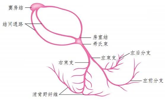 常见心律失常的急诊处理（心血管医生值班必备）