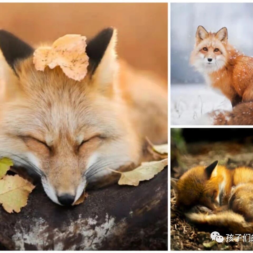 【青春语文•祥会专栏】狐狸是狡猾还是聪明——谈多元解读的价值取向