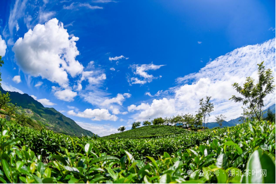 △松溪县茶园风光（“说茶”摄）