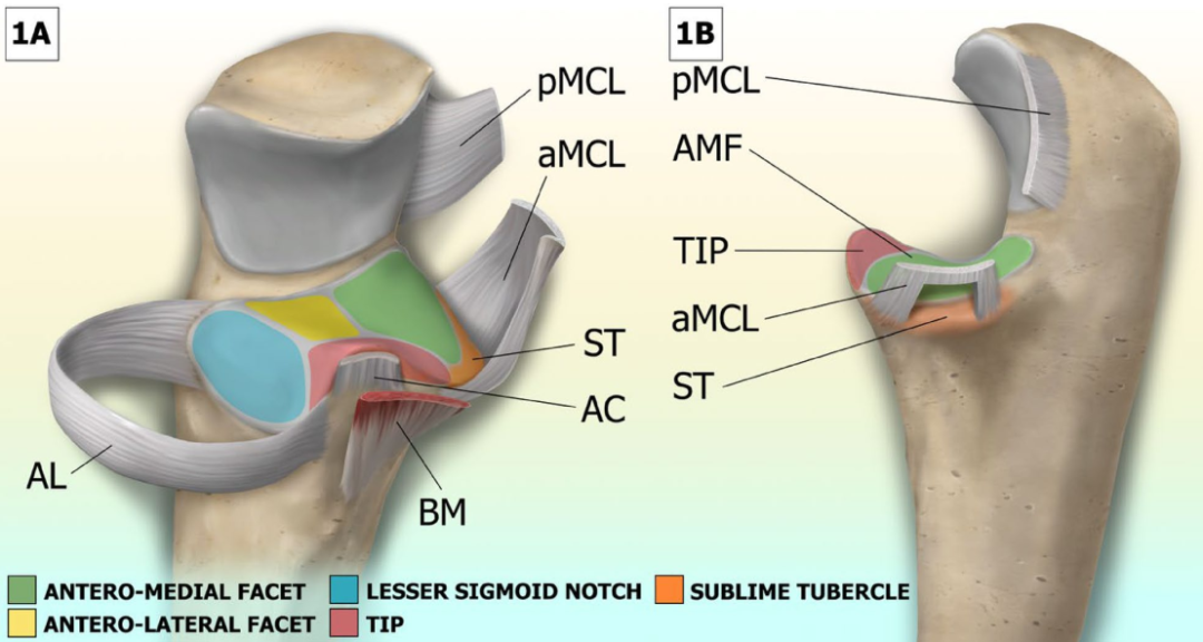 冠突骨折的解剖特点、分型与6种内侧手术入路