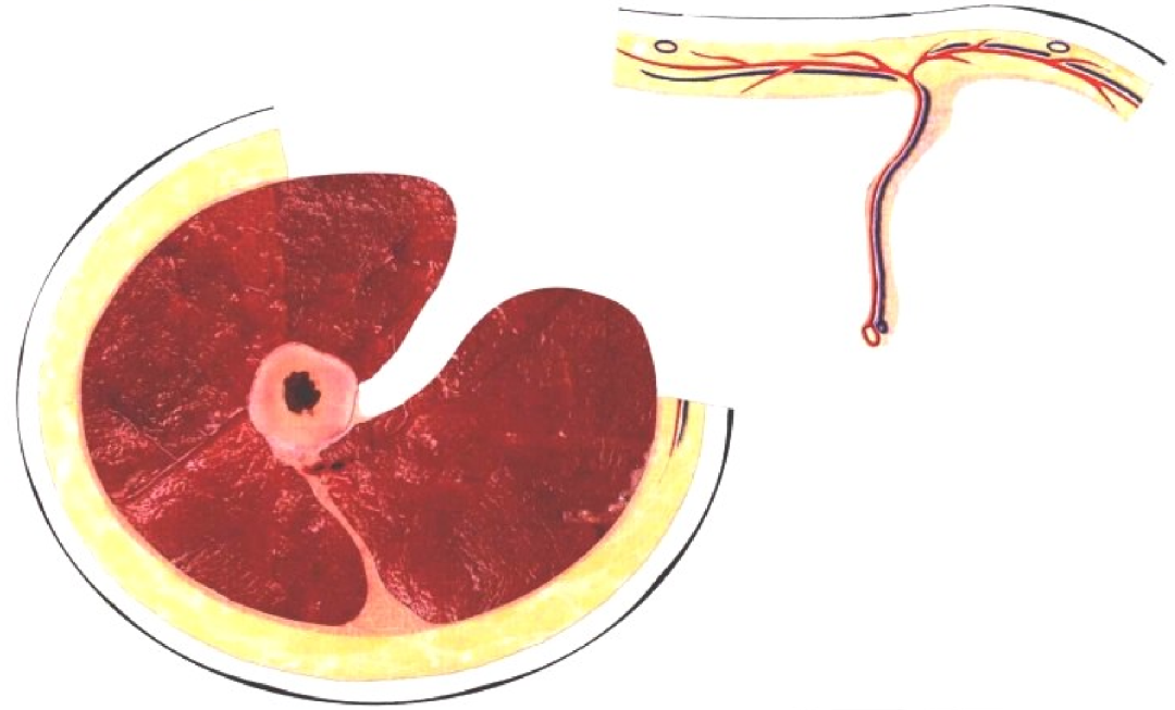 皮瓣的设计及切取要点