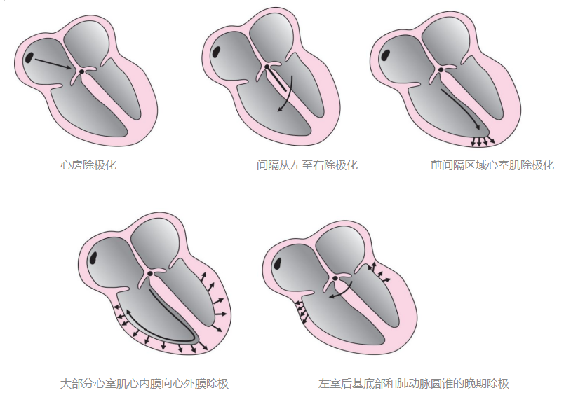 常见心律失常的急诊处理（心血管医生值班必备）